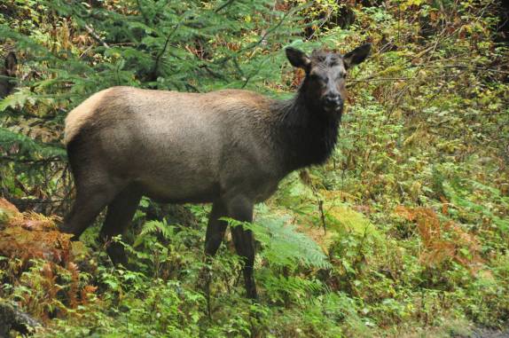 Uma das muitas Elks fêmeas na manada que encontramos na Hoh Forest, uma das mais úmidas do mundo, no Olympic National Park, no estado de Washington, oeste dos Estados Unidos